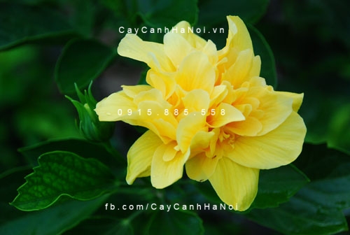 cây bông bụp thái vàng cây bông bụp thái vàng