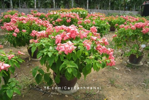 Cây bướm hồng cây bướm hồng