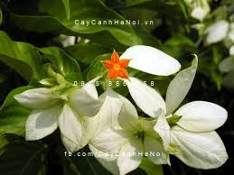 cây bướm trắng cây bướm trắng