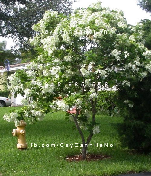 cây bướm trắng cây bướm trắng