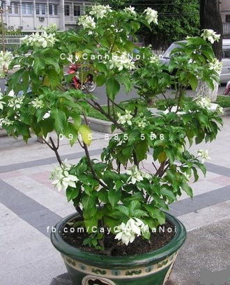 cây bướm trắng cây bướm trắng