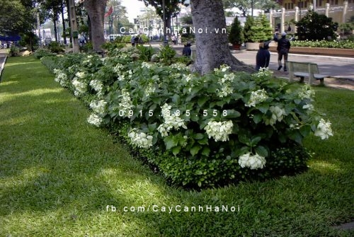 cây bướm trắng cây bướm trắng