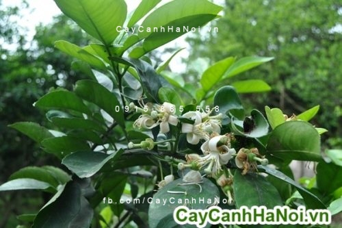 Cây bưởi ngoại thất cây bưởi ngoại thất 2