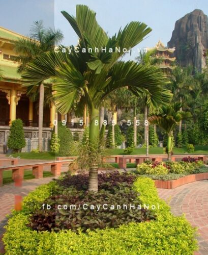 Cây cau hương Cây cau hương