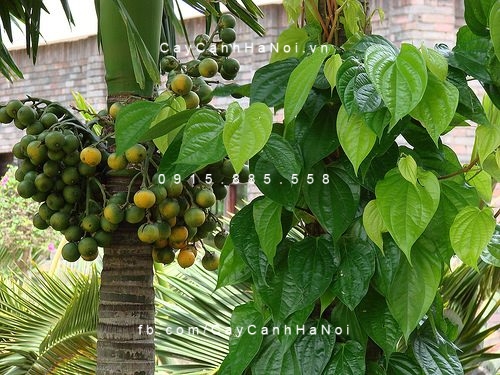 Cây cau hương Cây cau hương
