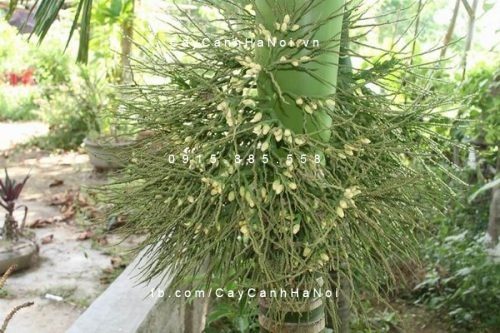 Cây cau hương Cây cau hương