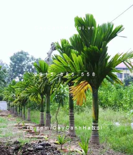 Cây cau hương Cây cau hương