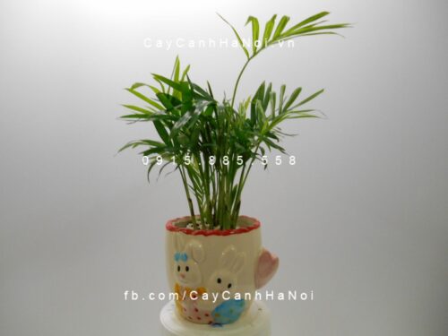 Cây cau tiểu trâm để bàn Cây cau tiểu trâm để bàn