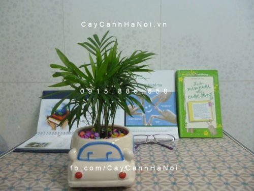 Cây cau tiểu trâm để bàn Cây cau tiểu trâm để bàn