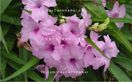 Cây chiều hồng Cây chiều hồng