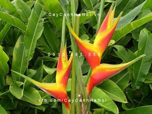 Cây chuối pháo cây chuối pháo 1