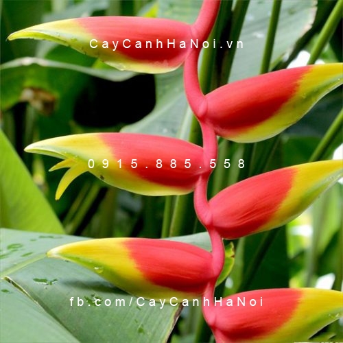 cây chuối pháo2