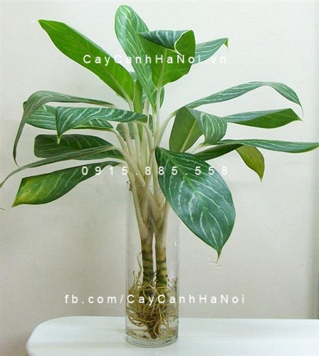 cây cảnh ngày của cha cây cảnh ngày của cha