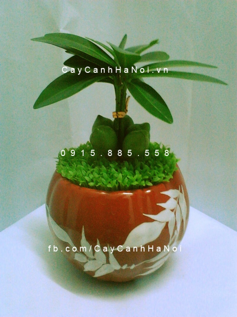 cây cảnh ngày của cha cây cảnh ngày của cha