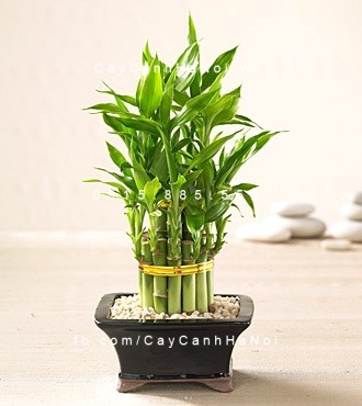 cây cảnh ngày của cha