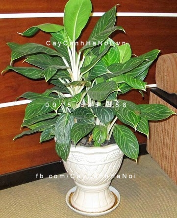 cây cảnh ngày của cha