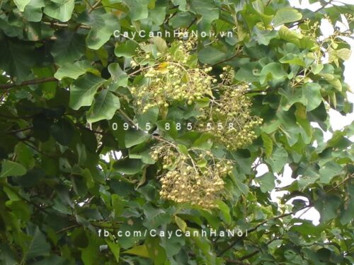Cây giã tỵ cây giã tỵ