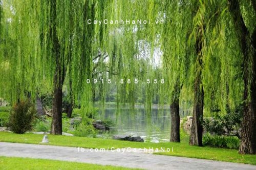 cây liễu cây liễu