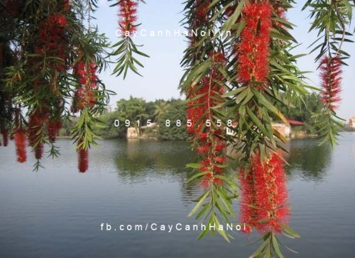 Cây liễu rủ hoa đỏ Cây liễu rủ hoa đỏ