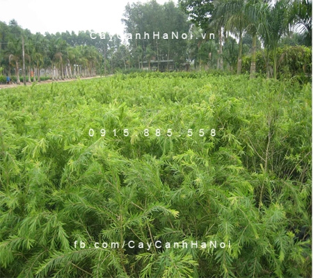 Cây liễu rủ hoa đỏ Cây liễu rủ hoa đỏ