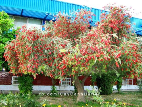 Cây liễu rủ hoa đỏ Cây liễu rủ hoa đỏ