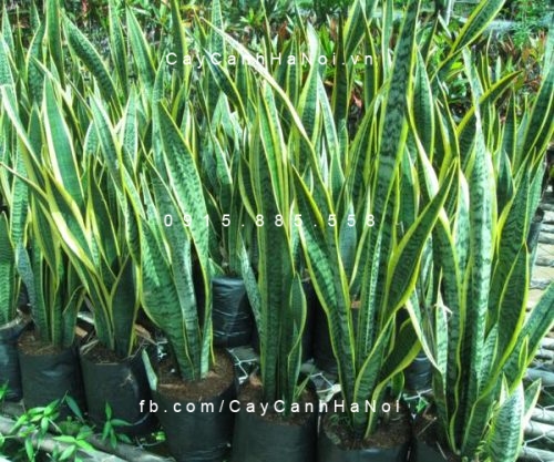 cây lưỡi hổ vàng