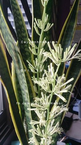 cây lưỡi hổ vàng