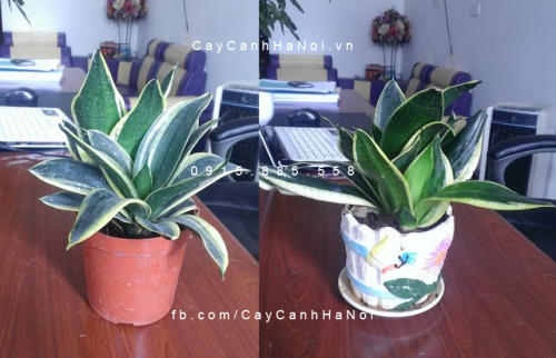 Cây lưỡi hổ để bàn Cây lưỡi hổ để bàn