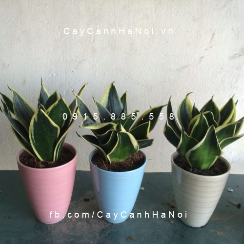 Cây lưỡi hổ để bàn Cây lưỡi hổ để bàn