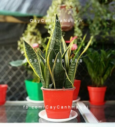 Cây lưỡi hổ để bàn Cây lưỡi hổ để bàn
