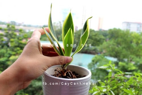 Cây lưỡi hổ để bàn Cây lưỡi hổ để bàn