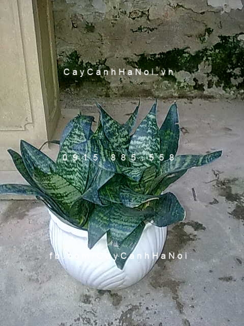 Cây lưỡi mèo để bàn Cây lưỡi mèo để bàn