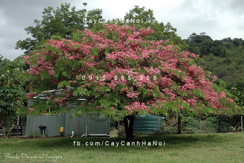 Cây muồng hoa đào cây muồng hoa đào 1