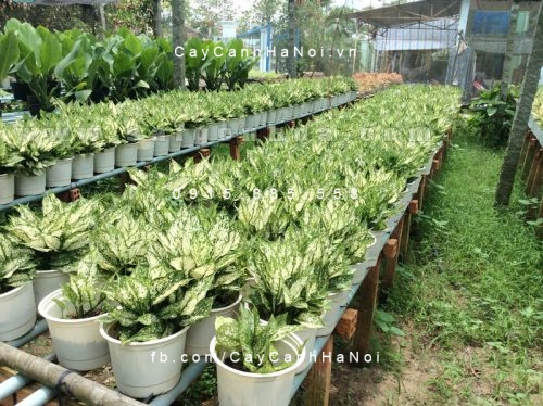 Cây ngọc ngân để bàn Cây ngọc ngân để bàn