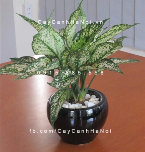 Cây ngọc ngân để bàn Cây ngọc ngân để bàn