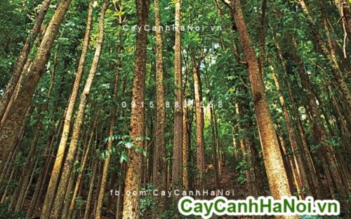Cây nhạc ngựa cây nhạc ngựa 1