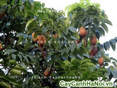 Cây nhạc ngựa cây nhạc ngựa