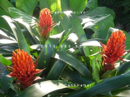 Cây phát lộc hoa Cây phát lộc hoa