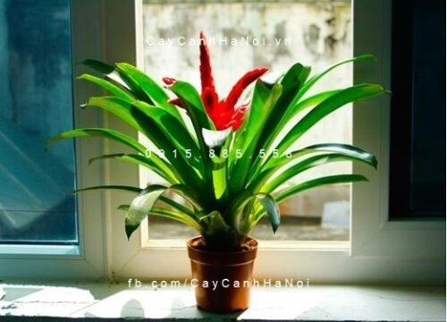 Cây phát lộc hoa Cây phát lộc hoa