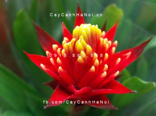 Cây phát lộc hoa Cây phát lộc hoa