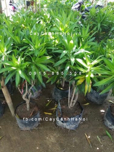 Cây phát tài thái Cây phát tài thái