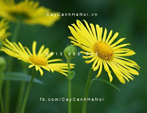 Cây sao băng Cây sao băng