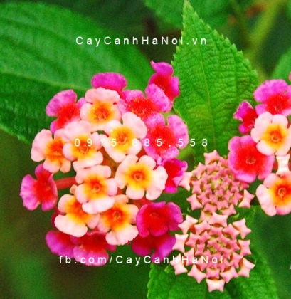 Cây trâm ổi ngũ sắc Cây trâm ổi ngũ sắc