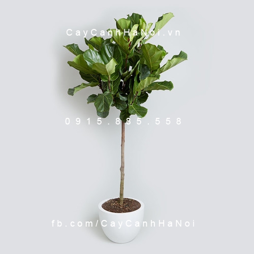 cây tặng tân gia cây tặng tân gia