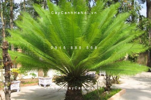 cây vạn tuế cây vạn tuế