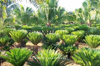 cây vạn tuế cây vạn tuế