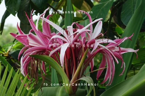 Cây đại tướng quân Cây đại tướng quân