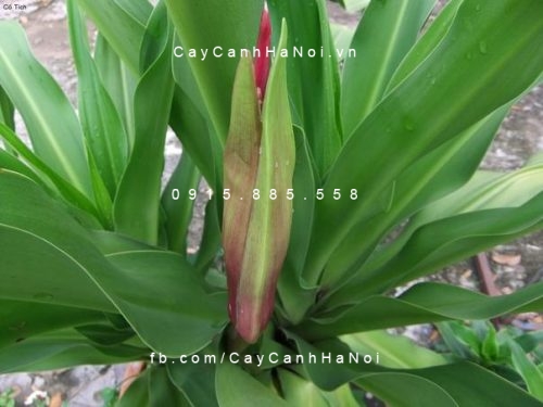Cây đại tướng quân Cây đại tướng quân