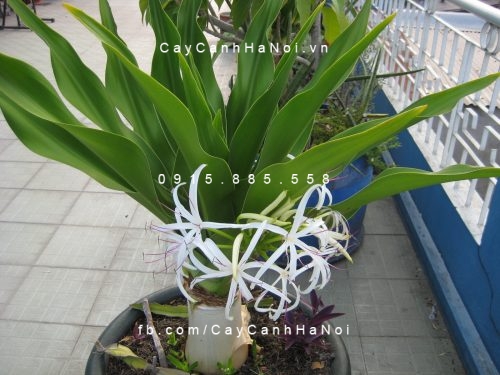 Cây đại tướng quân Cây đại tướng quân