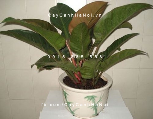 cây đại đế đỏ